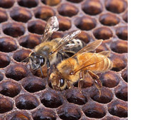Africanized honey bee and European honey bee together