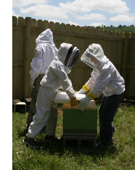 Three young beekeepers in beekeeping suite moving a hive