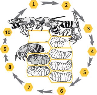 life cycle of Varroa destructor