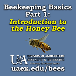 beekeeping basics logo