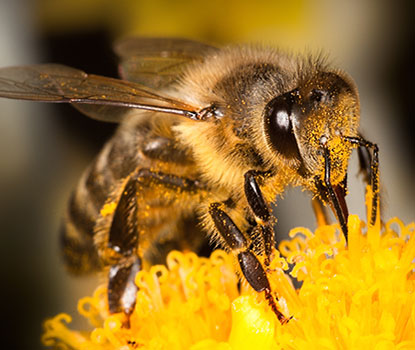 Explore Honey Bees