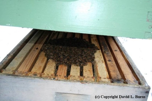 open hive with bee cluster visible