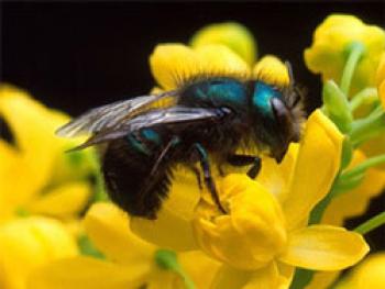 Black bee with bluish color on back of head & body sitting on a yellow flower.