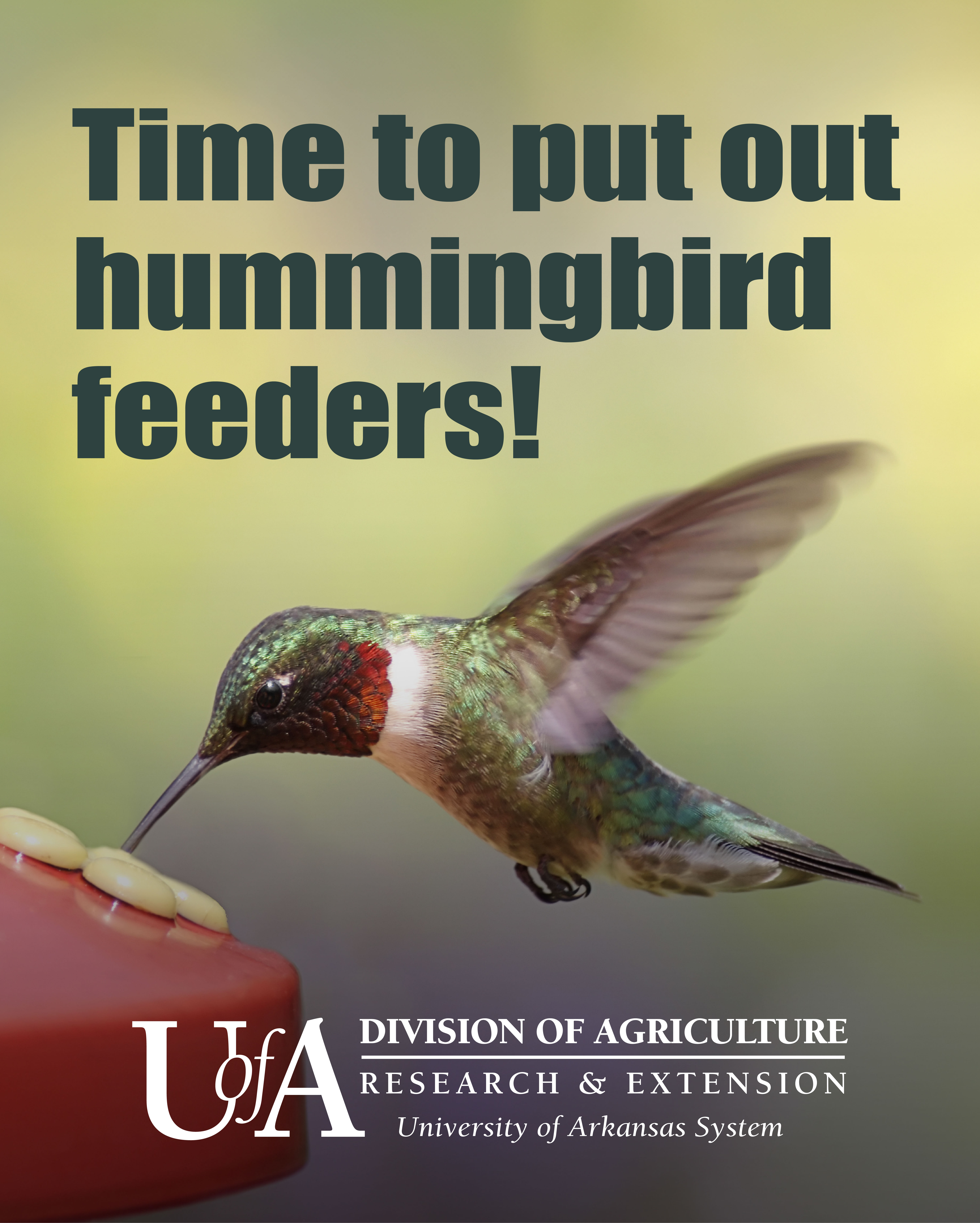 hummingbird-feeders.jpg Hummingbird