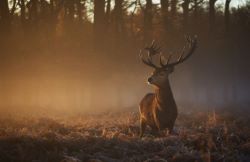 Deer with antlers in a meadow at dawn