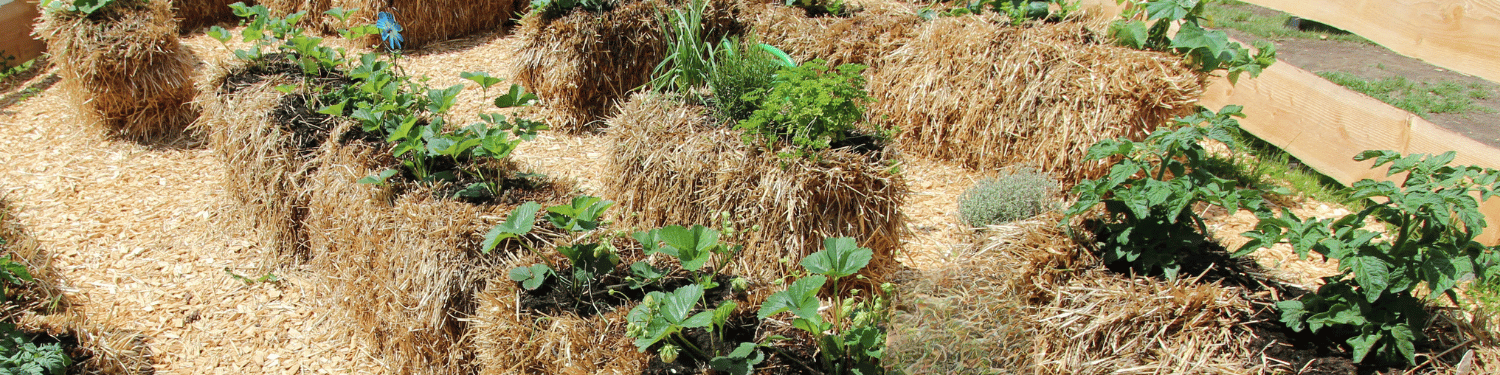 a row of planted straw bales 