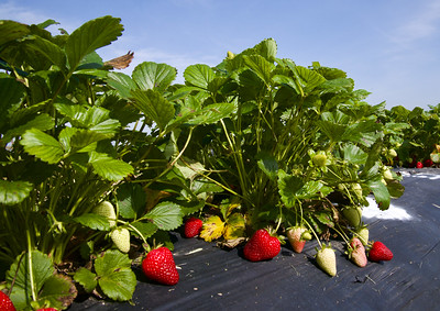 Stawberries on the plant