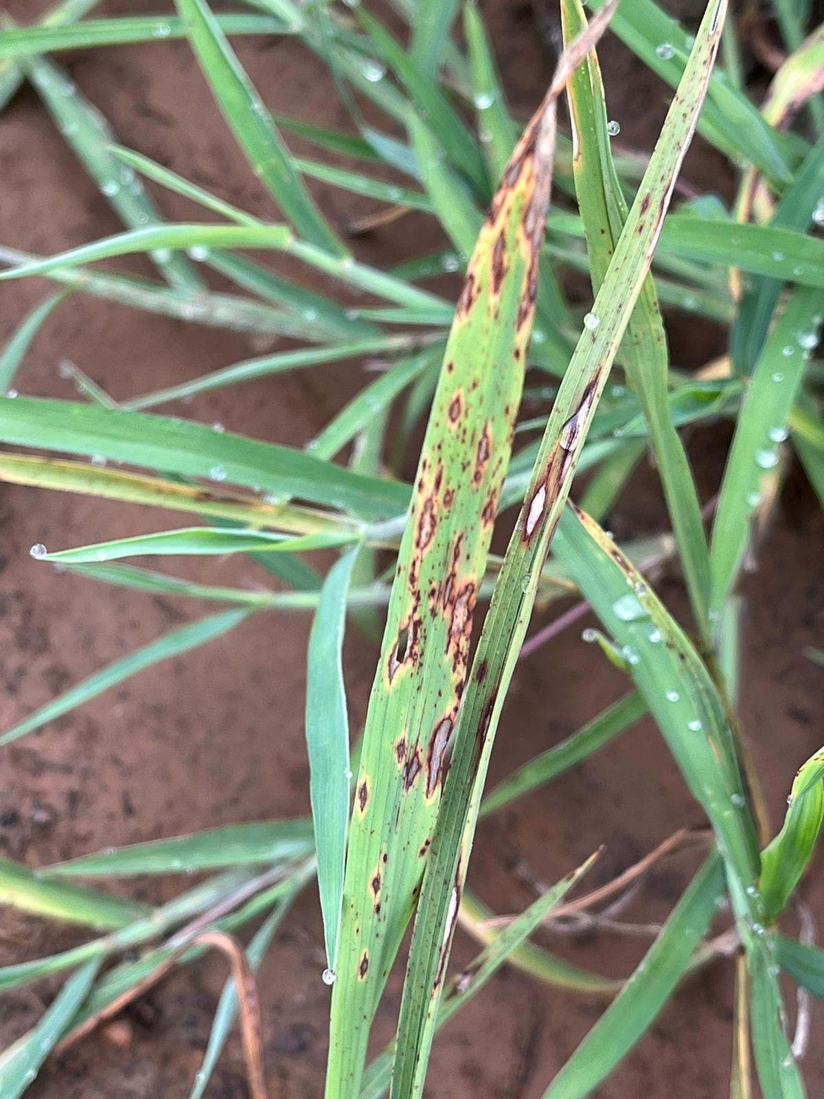 Rice plant showing signs of leaf blast