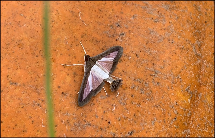 Melonworm moth rests on a pumpkin