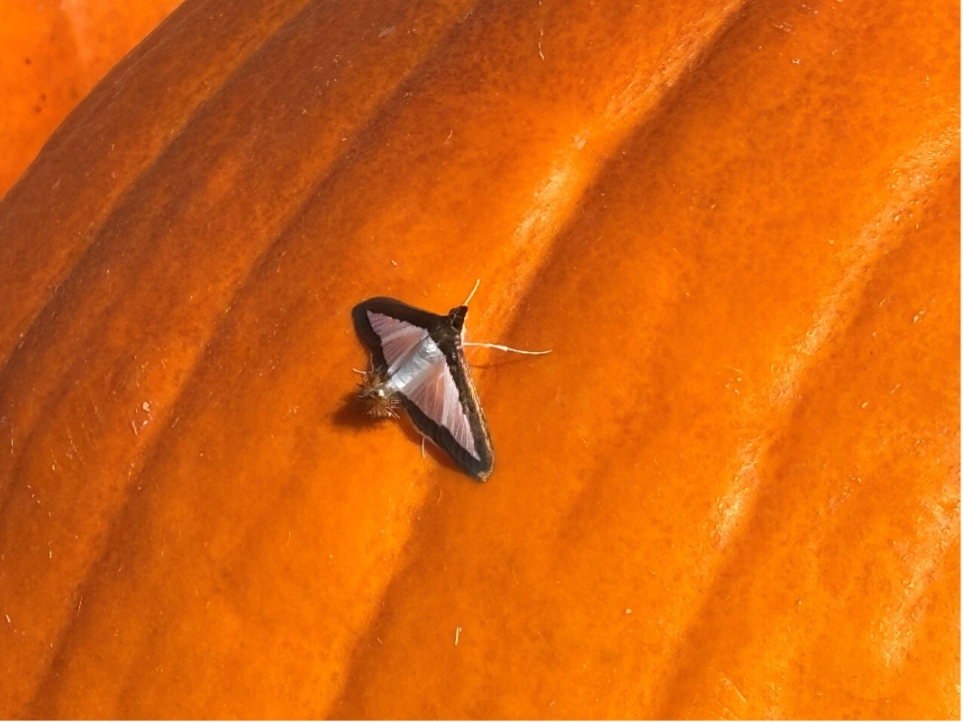 Melonworm on a pumpkin