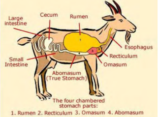 small ruminants guide on a goat