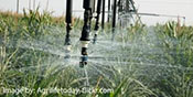 irrigation water spraying out onto crops