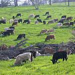 cattle grazing in field