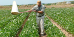 man with bug net in field