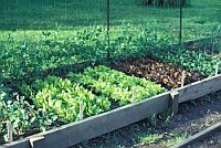 crops in growing boxes