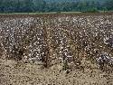 picture of a cotton row crop field