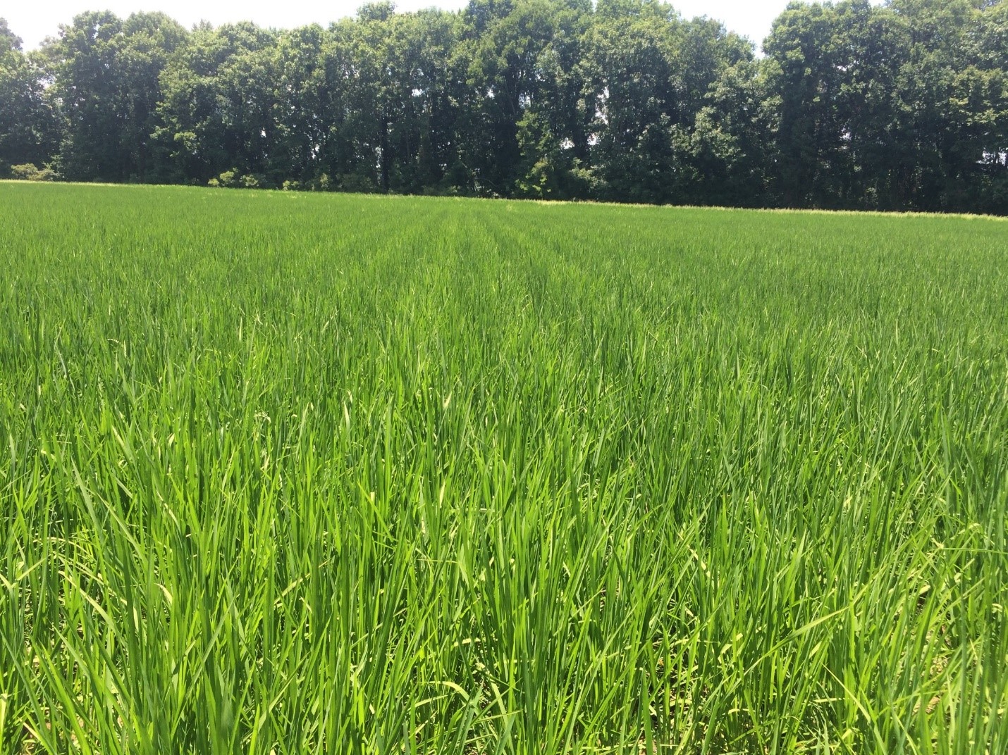 rice as a row crop in field