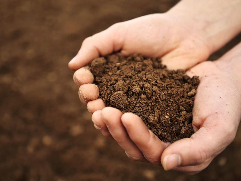 hands holding soil