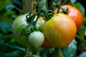 picture of tomatoes on the vine