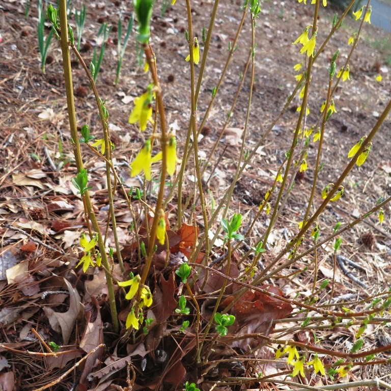 forsythia canes