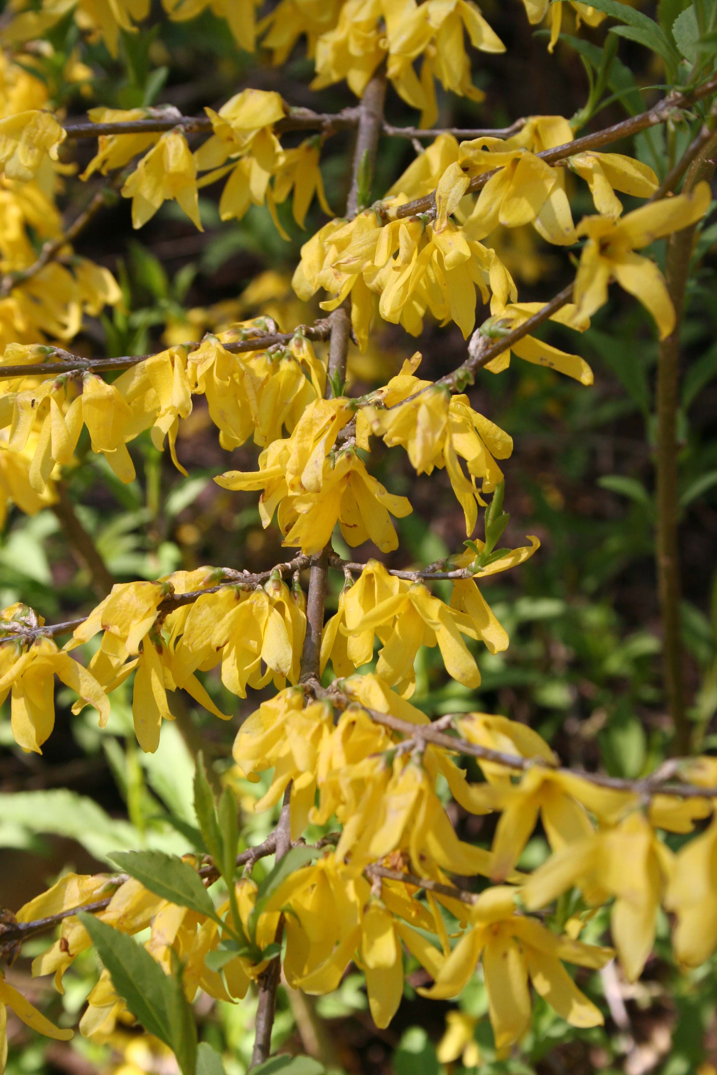 forsythia yellow blooms