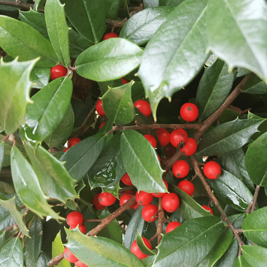 american holly with red berries