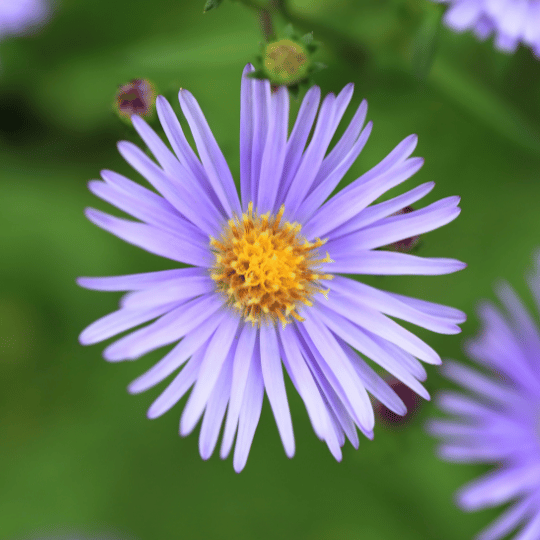 small purple aster flower