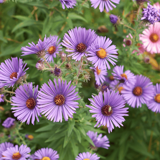 bunch of purple aster flowers