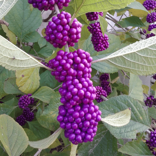 clusters of purple beautyberries