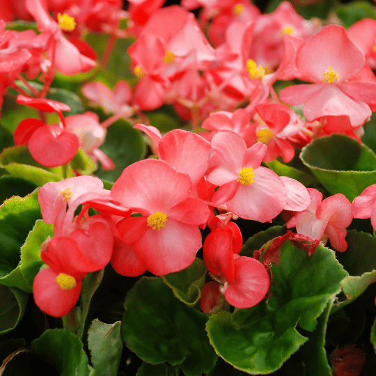 light red begonia flowers