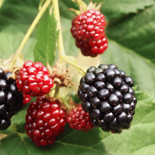 blackberries ripening on a blackberry plant