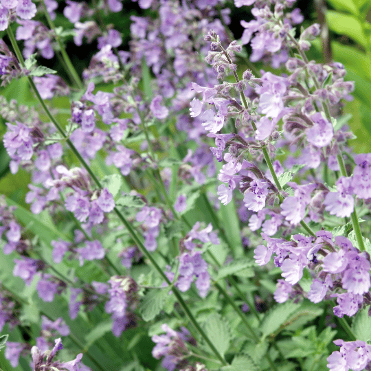 catmint plant with small purple flowers