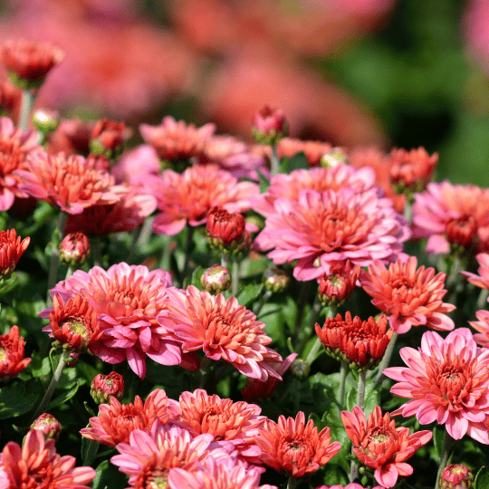 coral-colored chrysanthemums