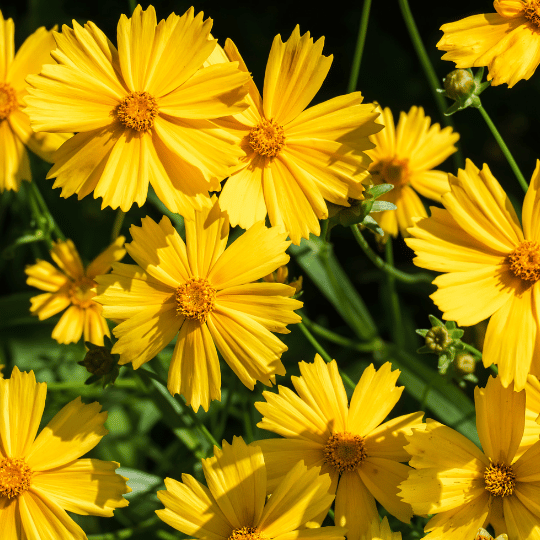bright yellow coreopsis flowers