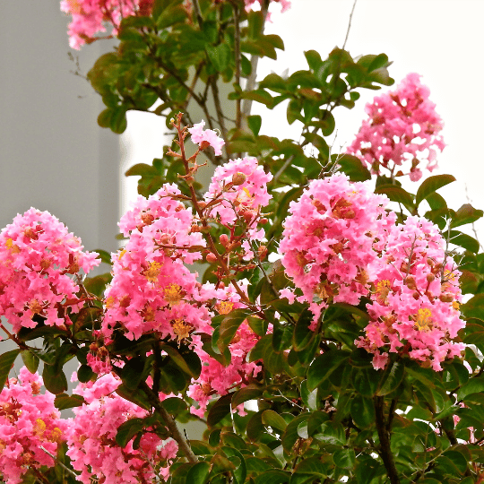pink crapemyrtle flower clusters