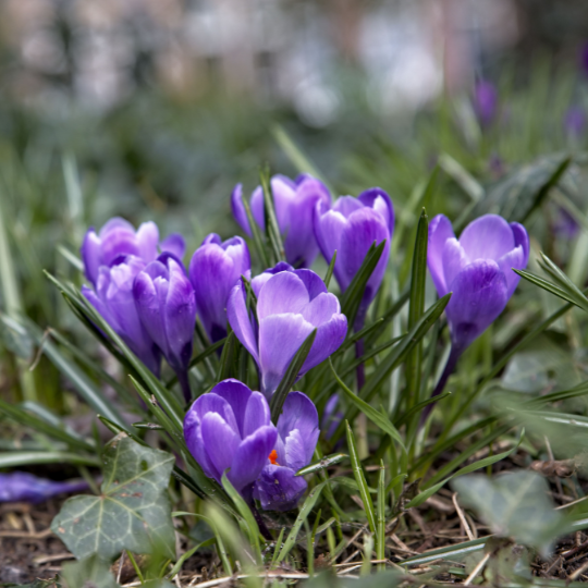 deep purple crocuses in bloom