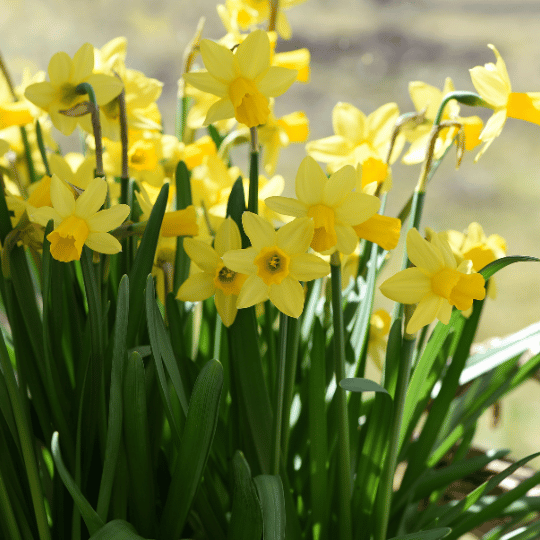 bright yellow daffodils in the sun