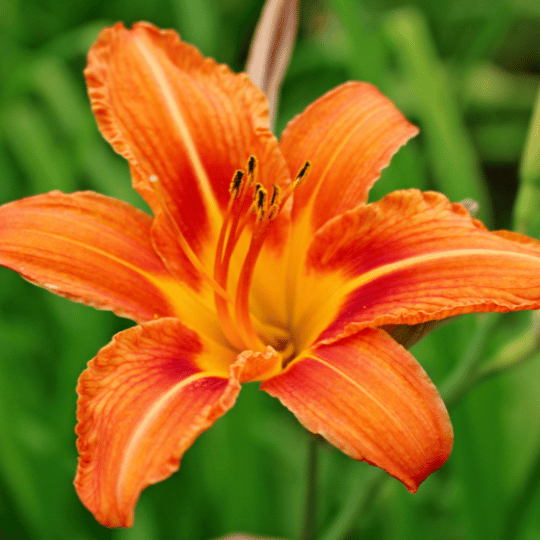 bright orange daylily bloom