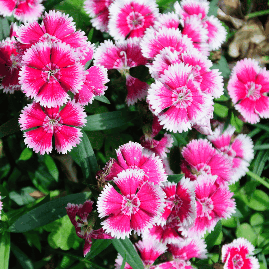 bright pink dianthus flowers