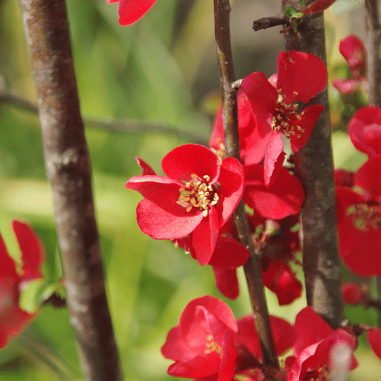 flowering quince in bloom