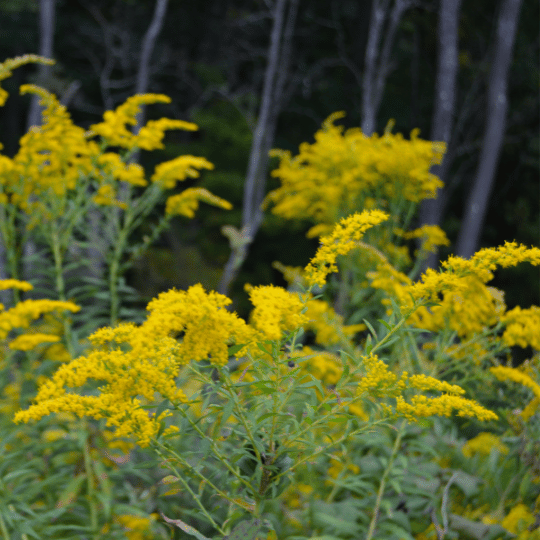 goldenrod plant