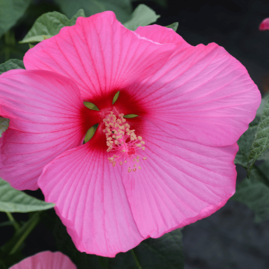 bright pink hardy hibiscus blossom