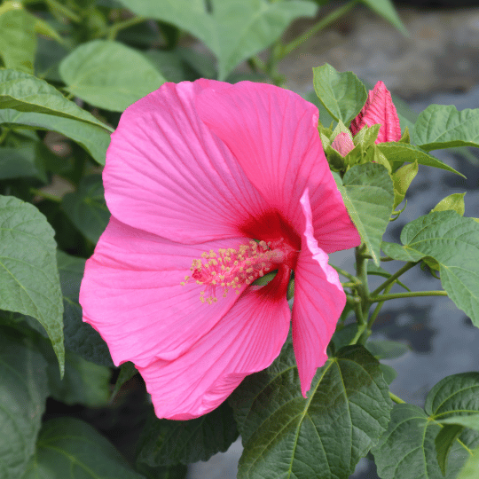 large pink hardy hibiscus flower