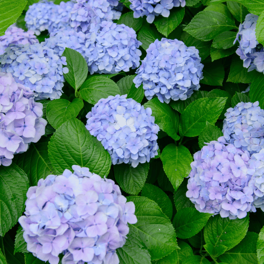blue hydragea flower clusters