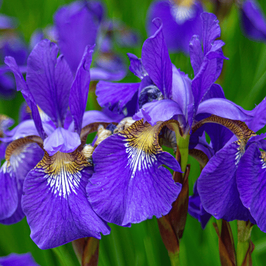 deep purple iris blooms
