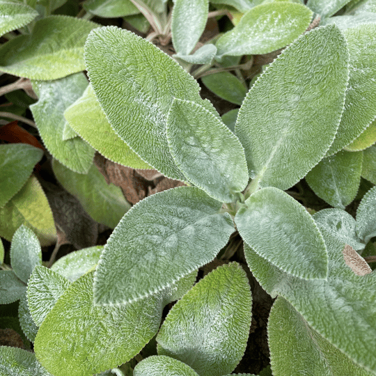 fuzzy green sage-like leaves of lamb's ear plant