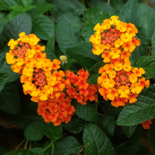 yellow and orange lanatana clusters