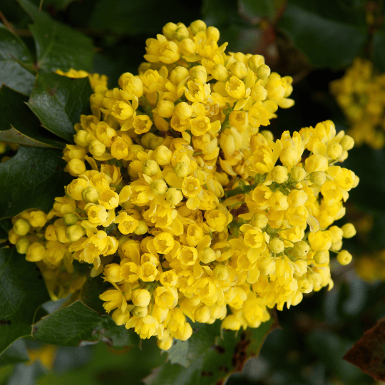 cluster of bright yellow mahonia flowers