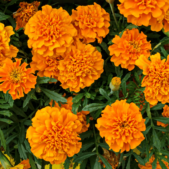 bright orange marigold flowers