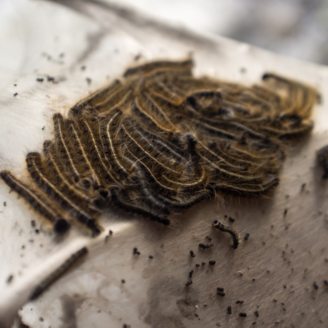 group of eastern tent caterpillars